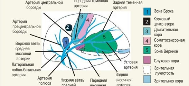 Атеросклероз сосудов головного мозга (церебральный атеросклероз) – симптомы, лечение, профилактика