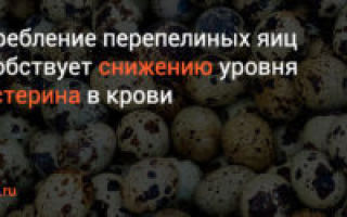 Перепелиные яйца и холестерин: можно ли есть, влияние на атеросклероз