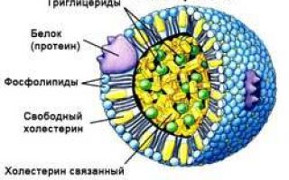 Липопротеины – что это такое, классификация, анализ на липопротеиды плазмы крови