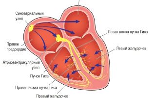 Отзывы о каплях Зеленина при брадикардии и медикаментозное лечение другими препаратами