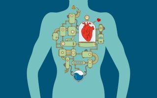 Российское кардиологическое общество (РКО) – что это такое, чем оно занимается, какие его задачи и функции