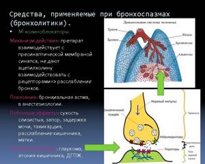 Бронхиальный спазм при астме: причины, симптомы, первая помощь и лечение