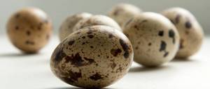 Перепелиные яйца и холестерин: можно ли есть, влияние на атеросклероз