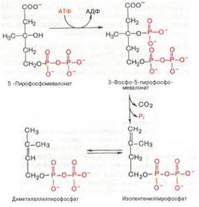 Синтез холестерина: формула (структурная, химическая) и биохимия процесса