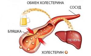 Пиво и холестерин в крови: связь, как влияет, можно ли пить и сколько