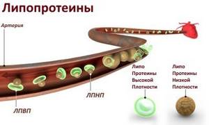 Липопротеины – что это такое, классификация, анализ на липопротеиды плазмы крови