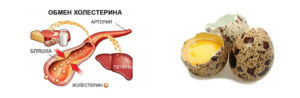 Перепелиные яйца и холестерин: можно ли есть, влияние на атеросклероз
