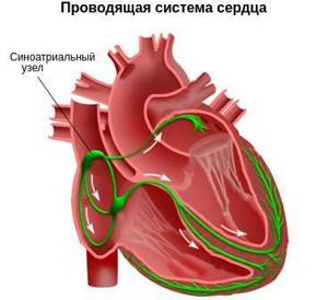 Нарушения пульса и сердцебиения