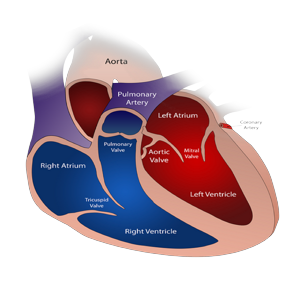 Хроническая сердечная недостаточность: симптомы, диагностика и лечение