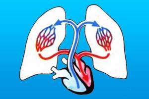 Как устроено и работает сердце - анатомия и физиология органа