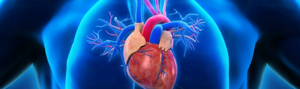 Сердечно-сосудистые заболевания - какие они бывают, их основные признаки и симптомы, методы обследования и дальнейшее лечение