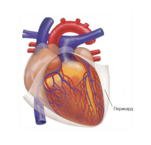 Как устроено и работает сердце - анатомия и физиология органа
