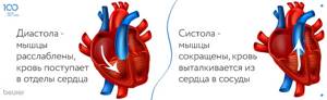 Виды артериального давления: систолическое, диастолическое, среднее, пульсовое, центральное