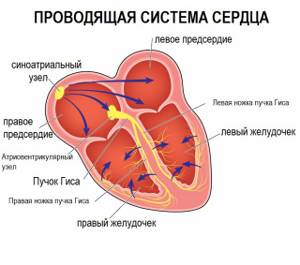 Синусовая аритмия: описание, симптомы, диагностика и лечение