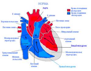 Правый желудочек сердца: как устроена камера и за что отвечает