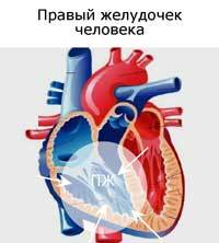 Правый желудочек сердца: как устроена камера и за что отвечает