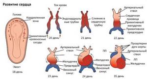 Сердцебиение плода по неделям: на каком сроке и когда можно услышать