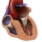 Гипертрофическая кардиомиопатия: что это такое, как диагностируют и лечат болезнь