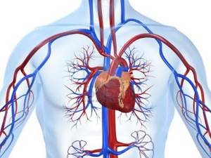 Увеличение левого желудочка сердца: причины и лечение, последствия