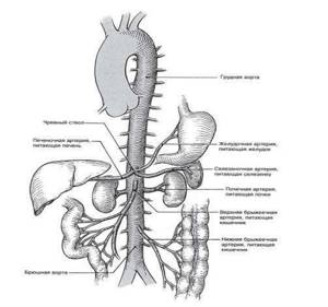 Что такое аорта и где она находится – диаметр и расположение в норме и при патологии